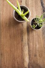 Small potted green succulent plants on a wooden background with copy space viewed top down
