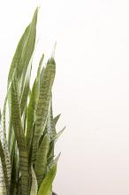 Sansevieria trifasciata plant with variegated leaves, also known as the snake plant or Mother in Laws Tongue, over a white background with copy space