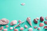 Seashell background with a lower border of assorted oceanic shells on turquoise blue for nautical or marine themed concepts