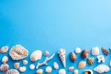 Lower border of assorted seashells and pieces of coral on a blue background for marine or nautical themed concepts or a seaside vacation