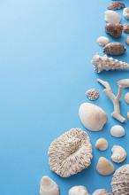 Seashell and coral still life on blue with copy space arranged as a corner background for marine or nautical themes