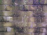 Weathered brick and mortar wall partially covered with mildew, moss, lichen and stains with copy space
