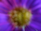 Blurred soft purple floral background or the center of a colorful purple flower in a full frame view