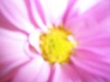 Soft blurred full frame background of a pink flower with yellow centre for a nature or eco themed concept