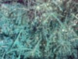 Unique background made of a blurred textured surface colored turquoise