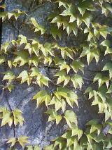 Full Frame background of the green leaves of a Virginia creeper growing on an exterior wall