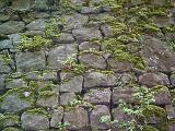 Old cobblestone background texture and pattern with moss covered cobbles and a weed in the foreground