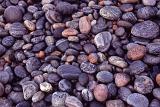 Background texture of water worn pebbles with smooth rounded irregular shapes on a beach