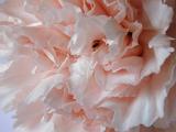 Macro of the petals of a pink carnation flower showing their delicate structure in a full frame view