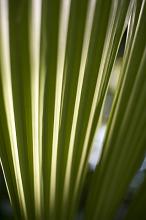 Close up view on straight line folds of green palm leaf with shade and sunlight on it with copy space