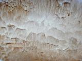 Macro detail of the surface of a mushroom showing the rough texture of the skin in a full frame view