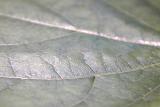 Close up on veins on top side of leaf as green nature background with copy space. Background out of focus.