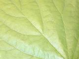 Background close up texture of a green leaf showing the fine tracery of the veins in a full frame view