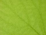 Background texture and natural pattern of the veins on a fresh green leaf for use in bio and eco themed concepts