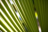 Shadows on strands of large green palm leaves in focus for concept about rain forest or tropical plants