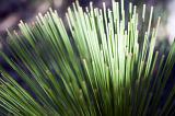 Abstract background of outdoor plants with reeds bunched together and illuminated by a bright sun