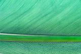 Close up macro of a green feather showing the shaft and vanes in a decorative background with copy space