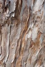 light brown gum tree bark texture