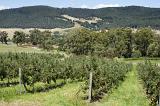 Rows of apple trees on a lush farming property in the rolling green hills of Tasmania, Australia.