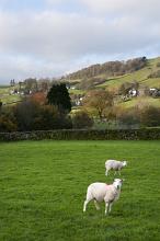 Spring sheep grazing in a lush green pasture in the rolling English countryside of the Lake District