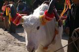 White ox with decorated horns tied with colorful ribbons in a transport caravan in the mountains in China