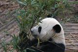Close Up of Captive Panda Eating Bamboo Shoots in Zoo with Natural Habitat