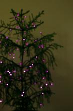out of focus tree with pink purple lights in a darkened room