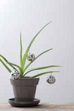 side view of a small aloe plant with silver bells