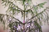 close up of purple fairy lights on a christmas tree