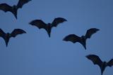 formation of five flying bats against a dusk twilight sky