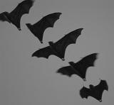 formation of flying bats flying in a row on a grey background