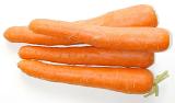Four fresh carrots, natural source of vitamins A and K, close-up on white