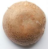 Overhead view of the cap of a fresh Portobello mushroom used as a savory aromatic cooking ingredient and popular in vegan and vegetarian cuisine