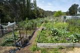 Allotment garden with homegrown vegetables in raised wooden beds in an open rural field