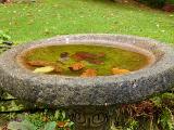 Birdbath with a green algal coating and dried autumn leaves floating in the water against a green lawn background