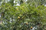 Ripening oranges growing on a citrus tree in a garden or orchard, view from below
