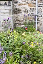Traditional English flower garden in summer with a profusion of flowering plants alongside an old stone wall of a cottage