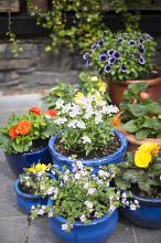 Selection of colorful blue garden pots with assorted colorful spring flowers on an outdoor paved courtyard