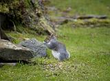 Grey squirrel feeding on seeds scattered on the lawn in a garden sitting upright side on as it eats and keeps a wary eye on the camera