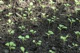 Rows of fresh green cultivated germinated seedlings in a seedbed in a spring garden