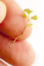 Person holding a new freshly germinated seedling on the tip of his finger conceptual of growth and the spring season