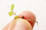 Small young sprout of a plant for seeding viewed in close-up in fingers against white background
