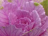Close-up of a nutritious ripe pink cabbage, natural source of vitamin K, vitamin C and dietary fiber