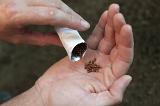 Man tipping seeds into his hand from a packet as he prepares to plant them in the soil in spring