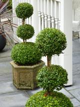 Two potted leafy green topiaries with neatly pruned spherical shapes in three tiers on either side of an entrance door to a building