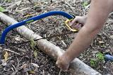 Man cutting a fallen branch on the ground in his garden with a pruning saw, close up of the saw and his hands
