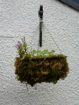Sad hanging flower basket with minimal plants peeking out above old moss mounted on a rough cast white plaster wall