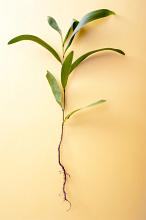 New young seedling with fresh green leaves and a single tap root displayed on a yellow background