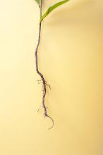 Long seeding root of a young plant sprout shown in close-up on yellow background