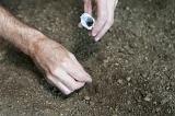 Gardener planting seeds by hand in a carefully prepared seed bed placing seeds from the packet into holes in the soil